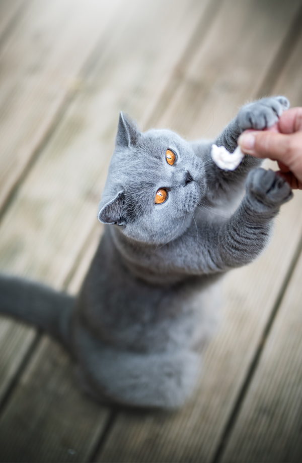 cattery-Katze-Voice-1026