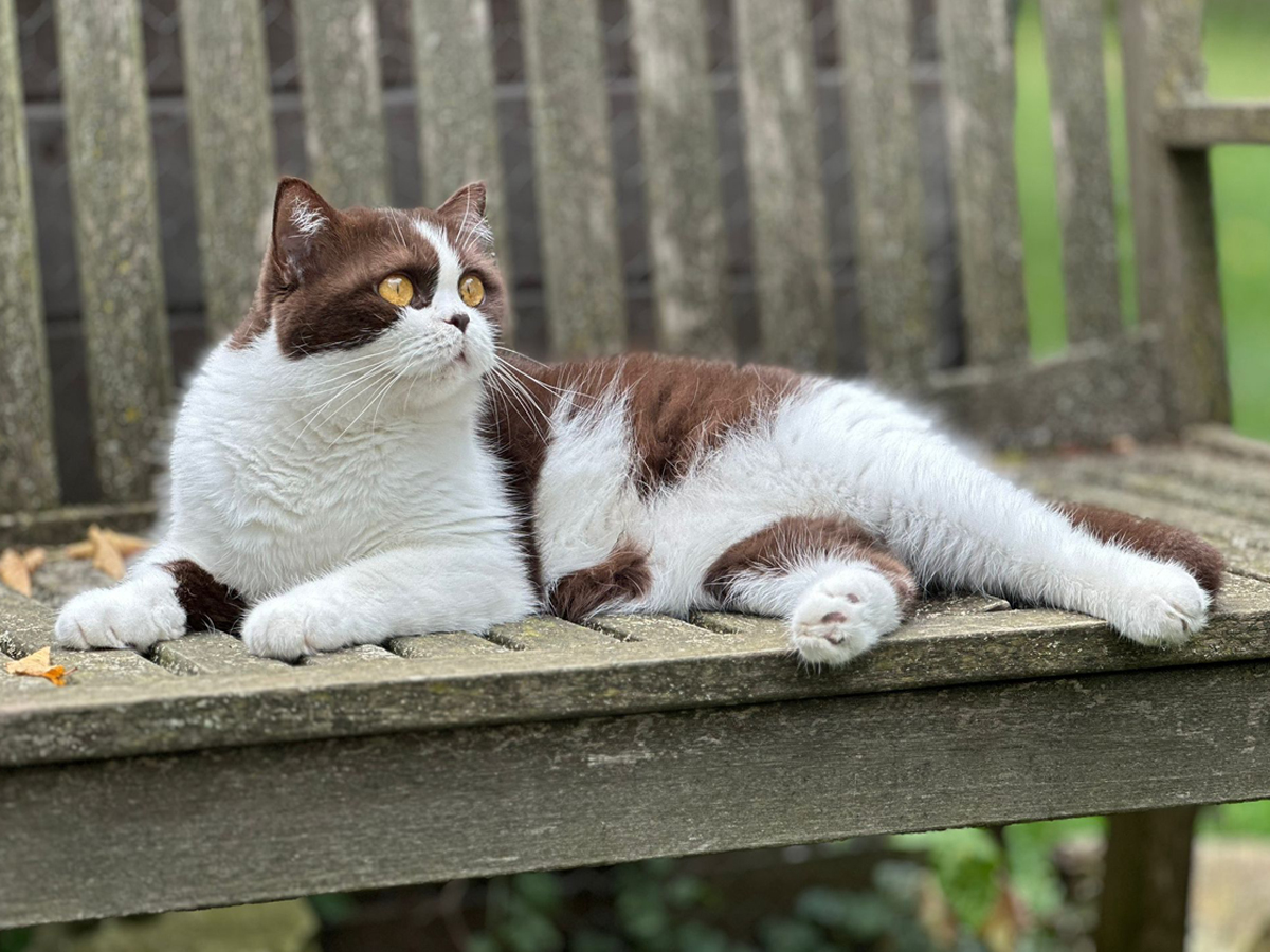 cattery-Katze-Coco-cappelberg-0825-01 cattery-Katze-Coco-cappelberg-0825