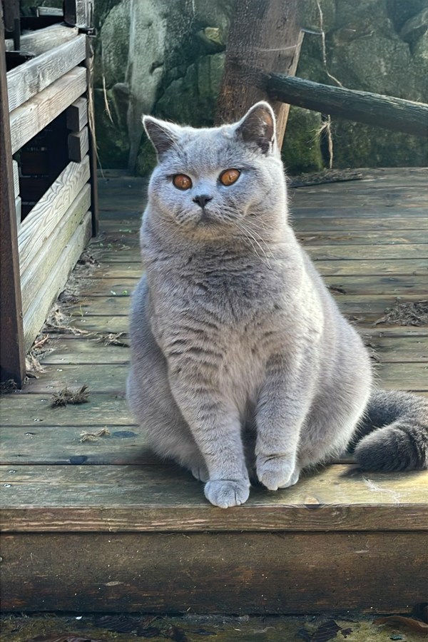 cattery-Katze-voice-cappelberg-0825-06 cattery-Katze-voice-cappelberg-0825