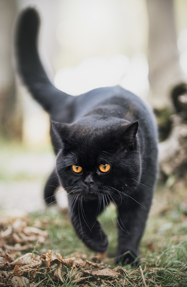 Cattery-Kater-Michl1-1026