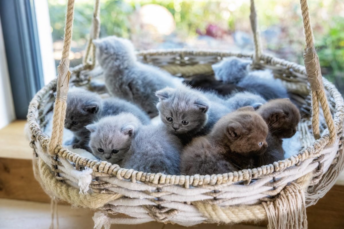 Cattery vom Cappelberg-L und M-Wurf 2024