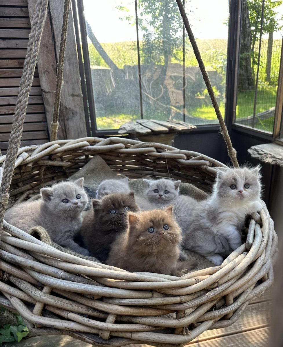 Cattery vom Cappelberg -I und J-Wurf 2024