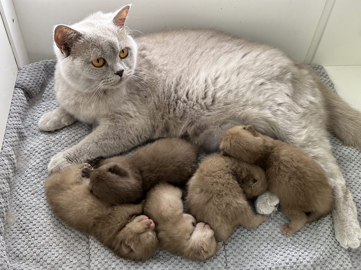 Cattery vom Cappelberg-K-Wurf 2024 Cattery vom Cappelberg-K-Wurf 2024