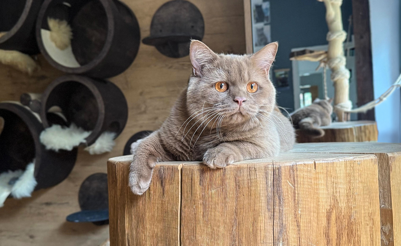 cattery-Kater-kaspar-cappelberg