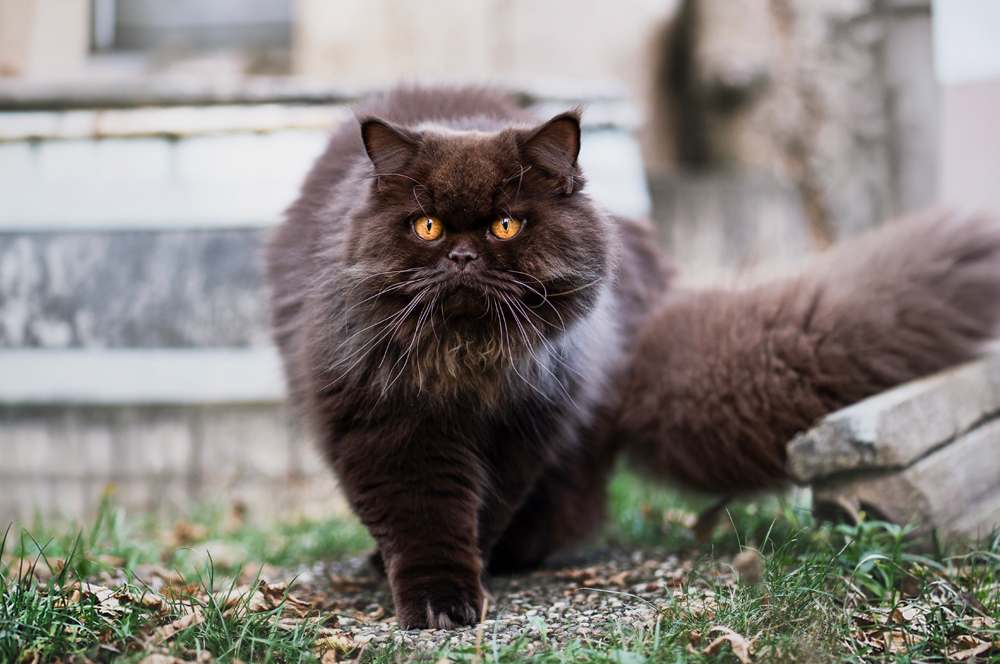 Cattery-Kater-Smudo4_1026