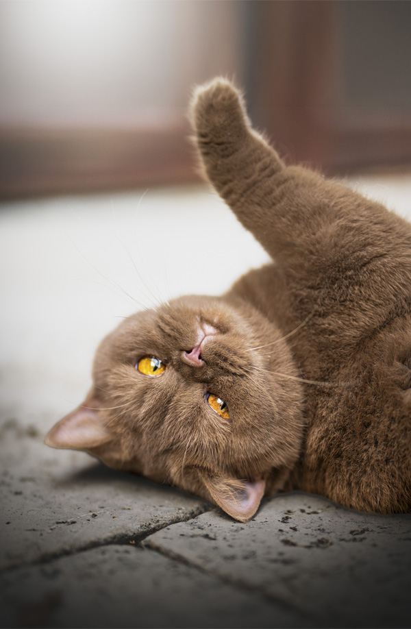 cattery-Katze-Kruemeline1-1026 cattery-Katze-Kruemeline1-1026