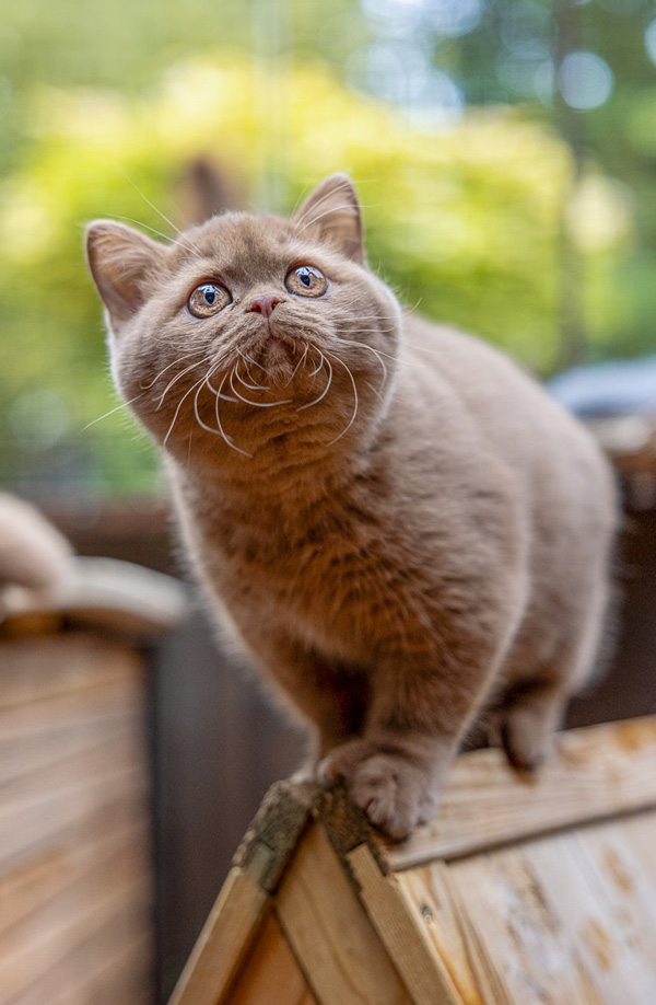 cattery-Katze-Kruemeline2-1026