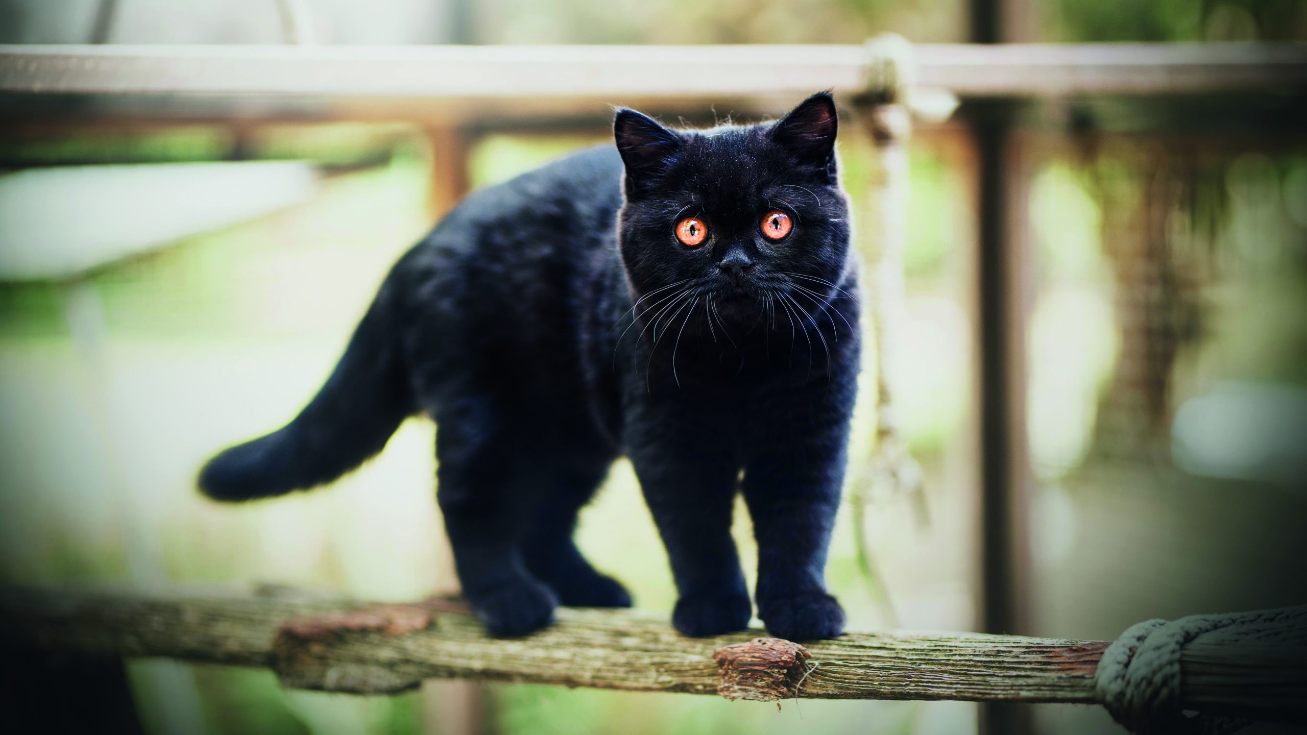 cattery-Katze-Trudi1-1026
