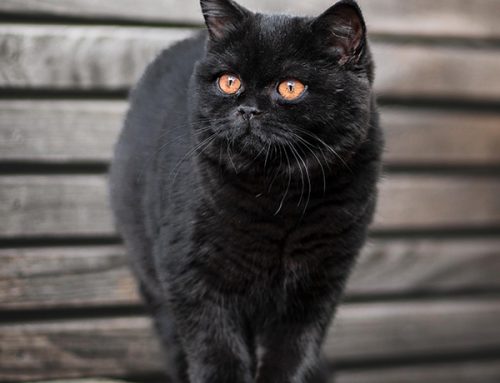 Trudi