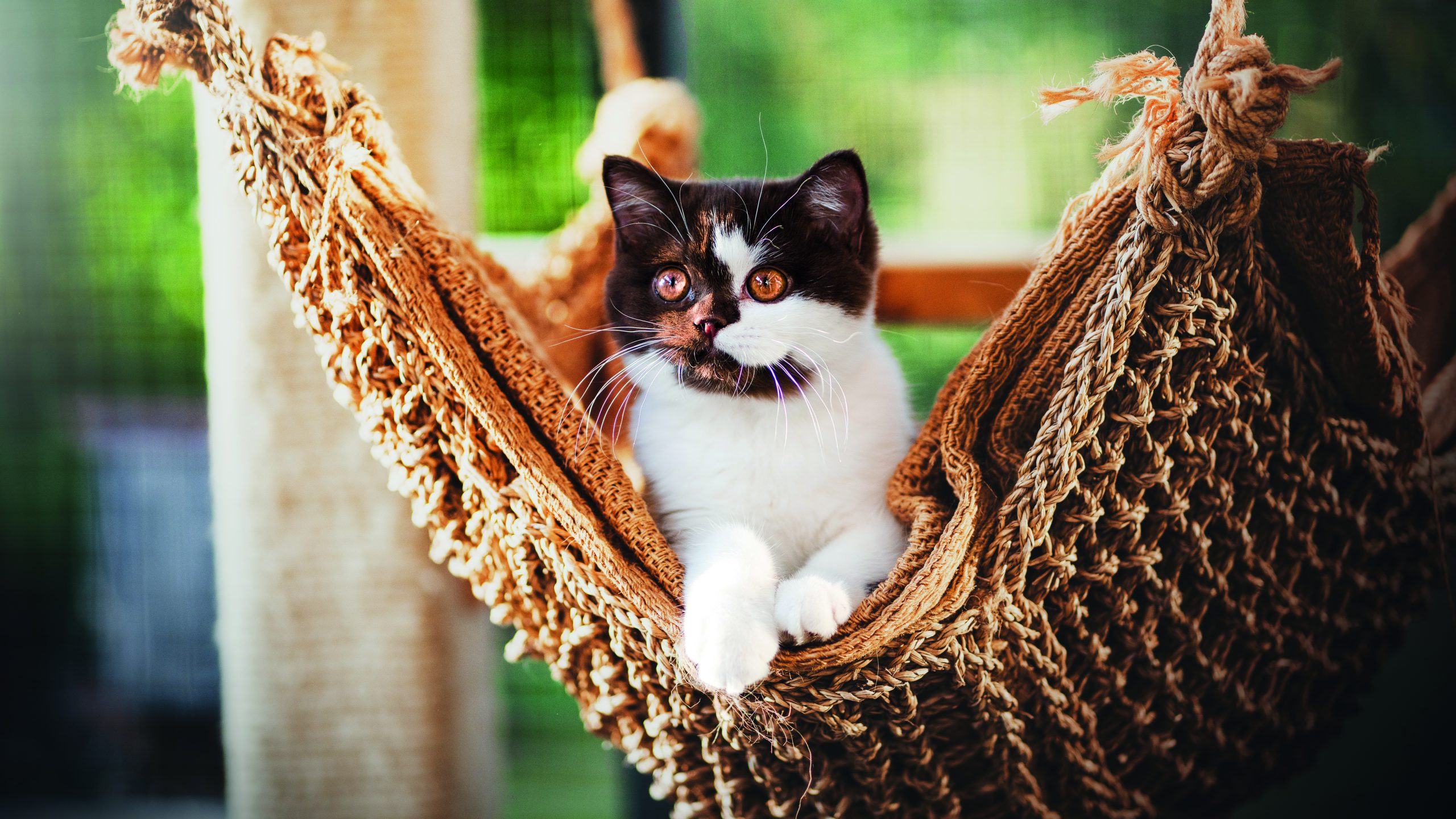 cattery-Katze-Vivi1-1026