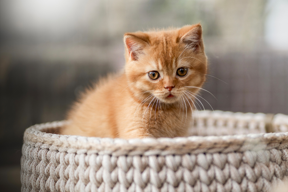 Cattery-Kater-Yosh3_1026