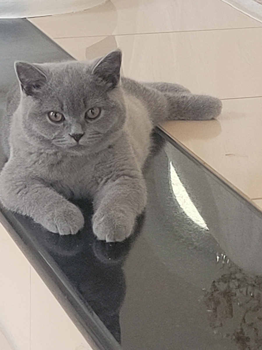 Referenz_Cattery-vom-Cappelberg_Naumann.jpg