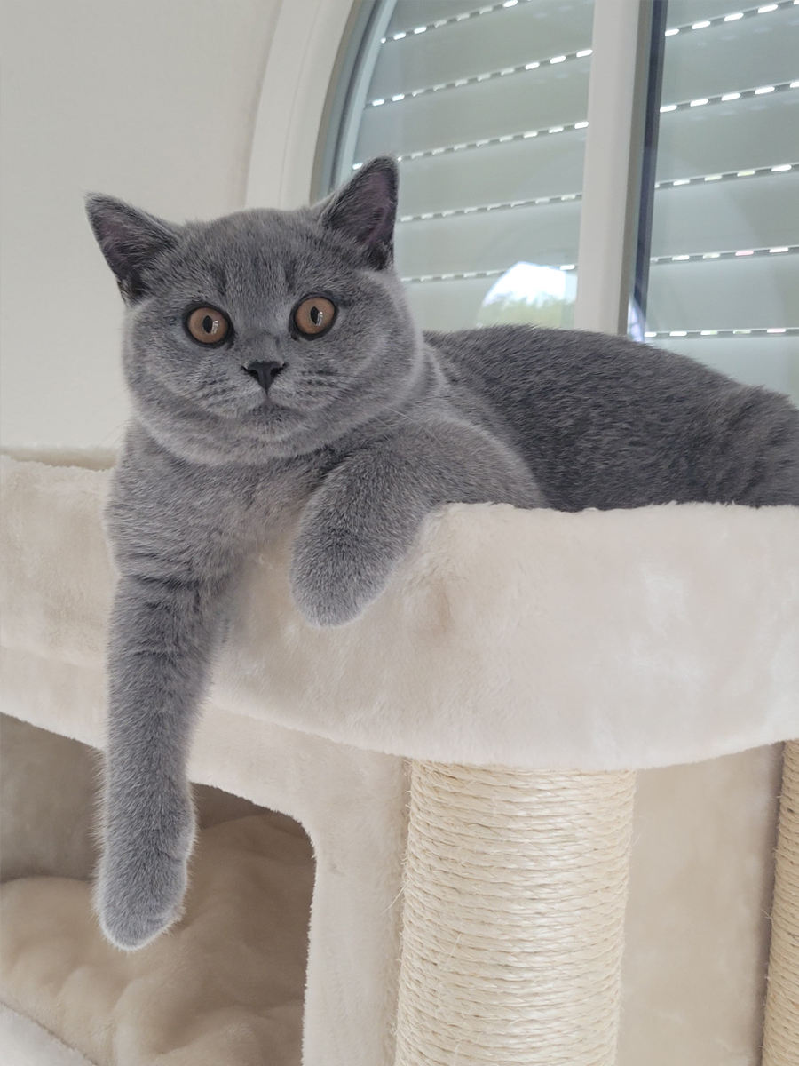 Referenz_Cattery-vom-Cappelberg_Naumann.jpg