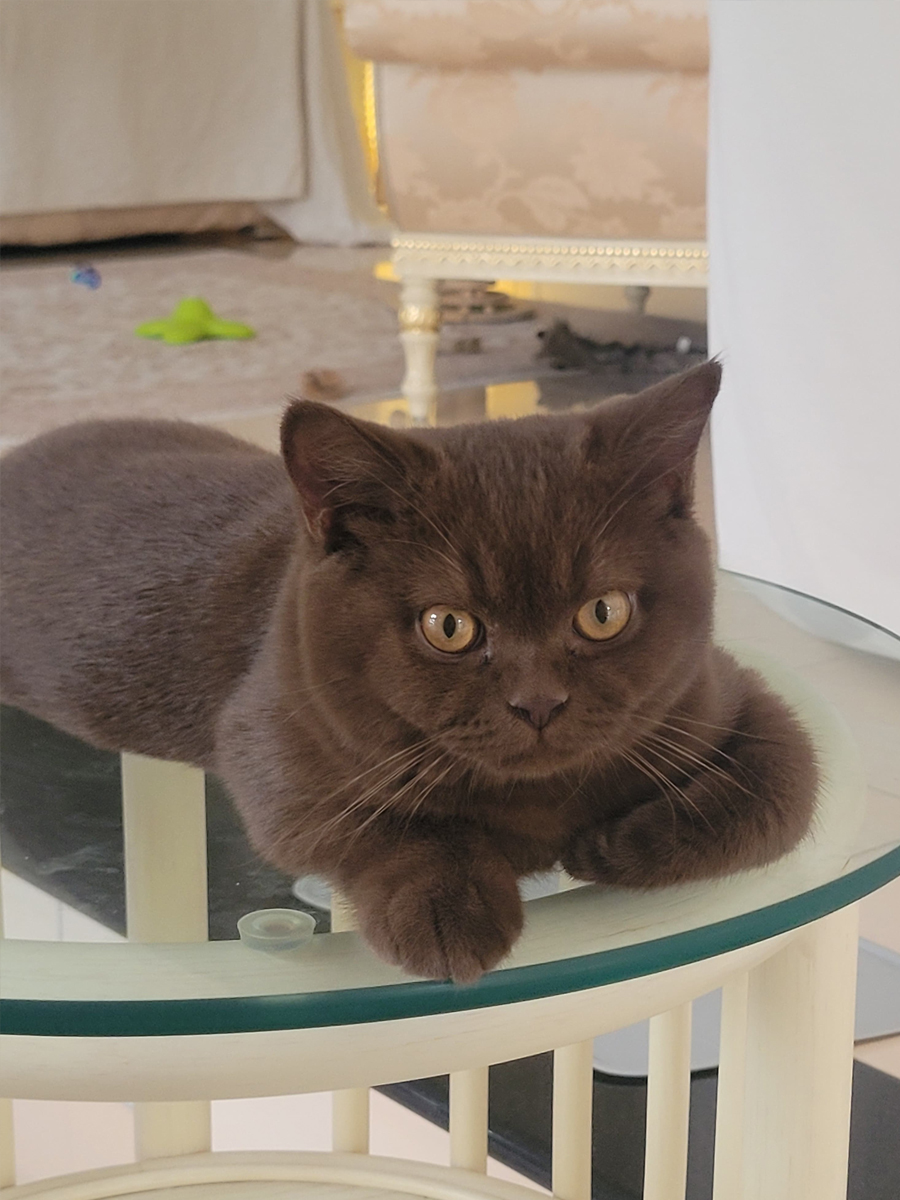 Referenz_Cattery-vom-Cappelberg_Naumann.jpg