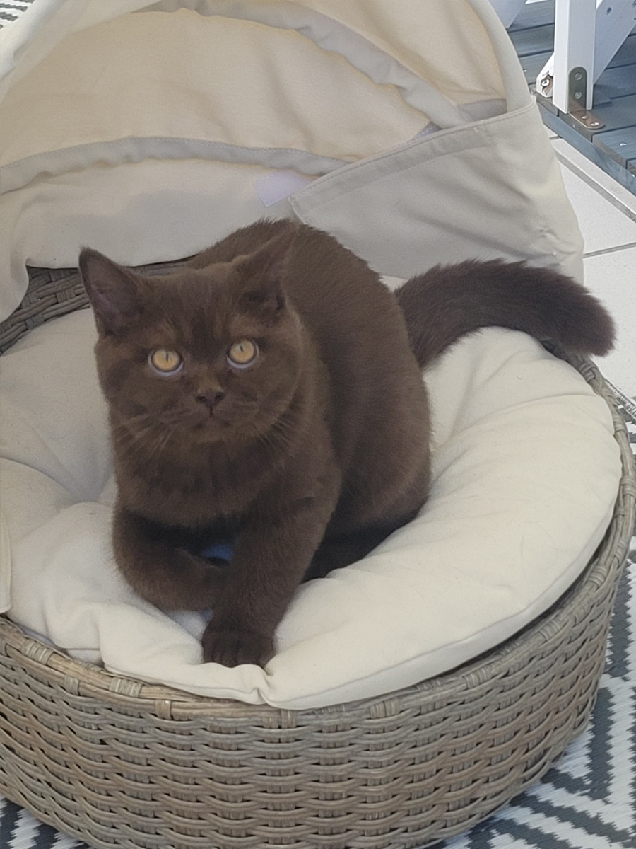 Referenz_Cattery-vom-Cappelberg_Naumann.jpg