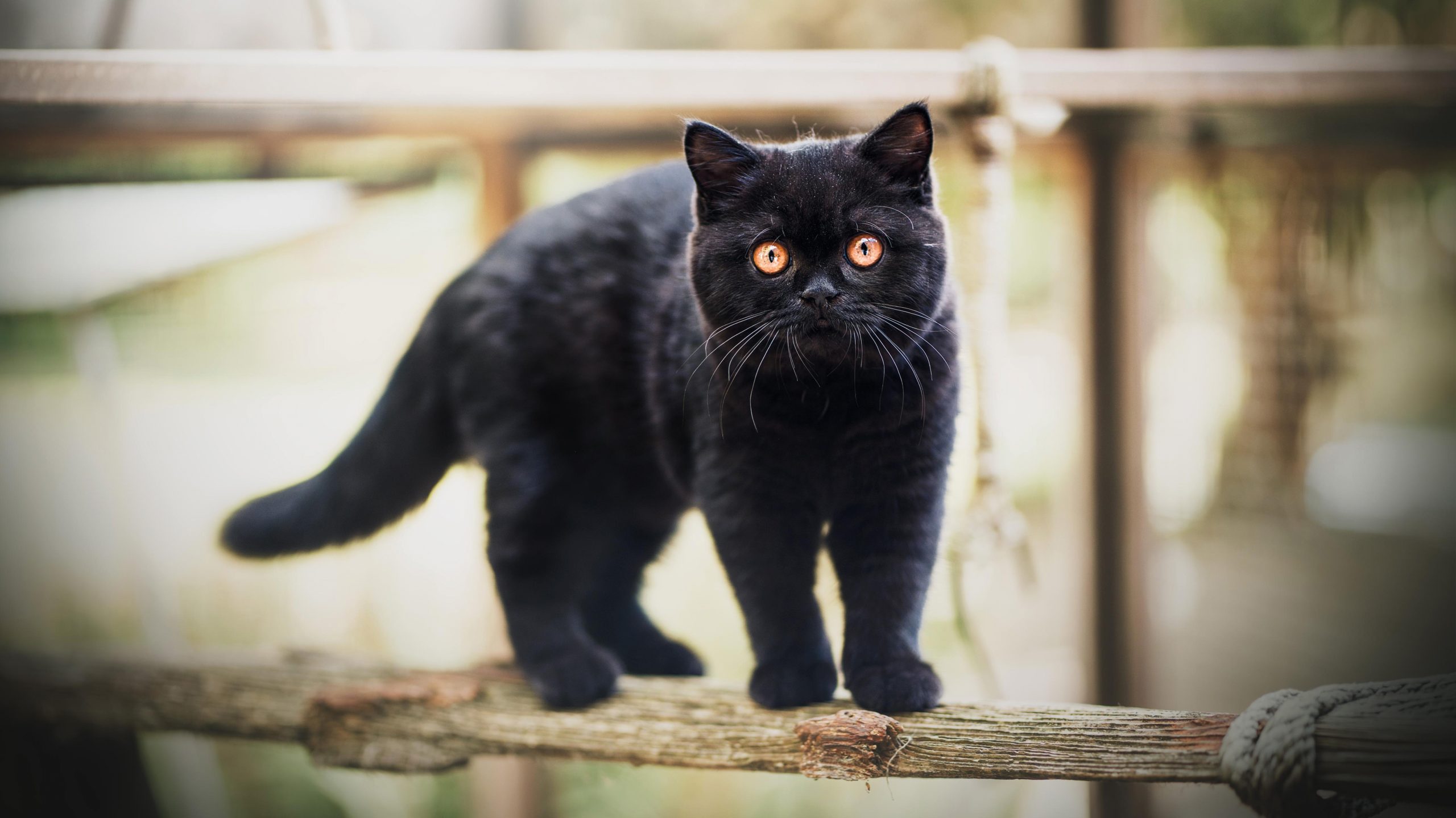 cattery-Katze-Trudi1-1026