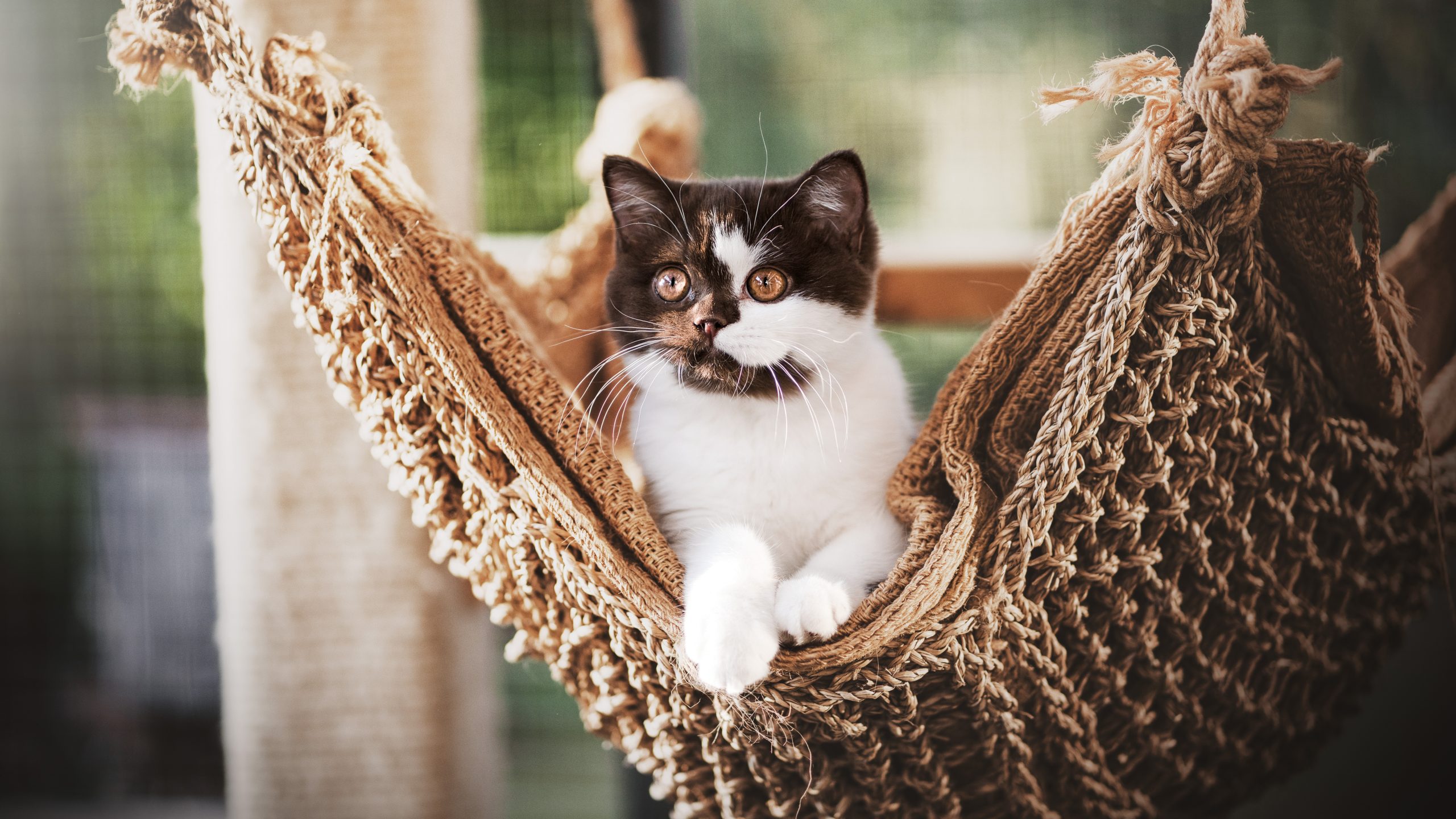 cattery-Katze-Vivi1-1026
