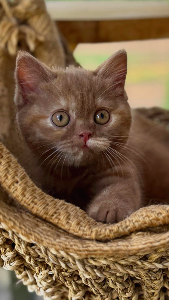 Ylva vom Cappelberg2 cattery-Katze-Ylva 1026